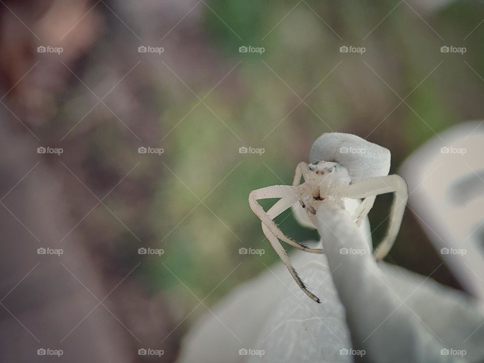 White crab spider