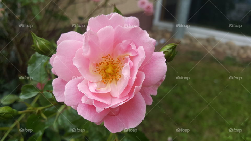 rosa Rose im Garten