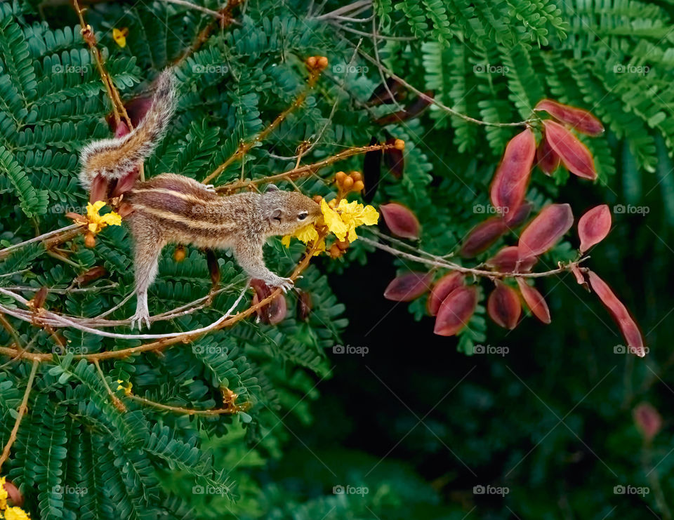 Animal photography - Indian squirrel - Natural behaviour