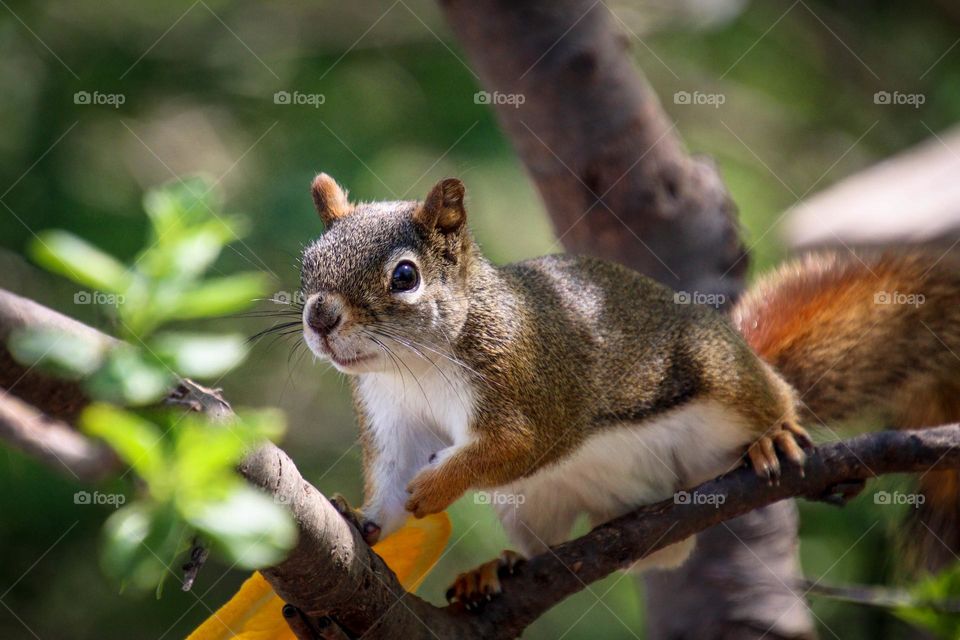 Curious squirrel