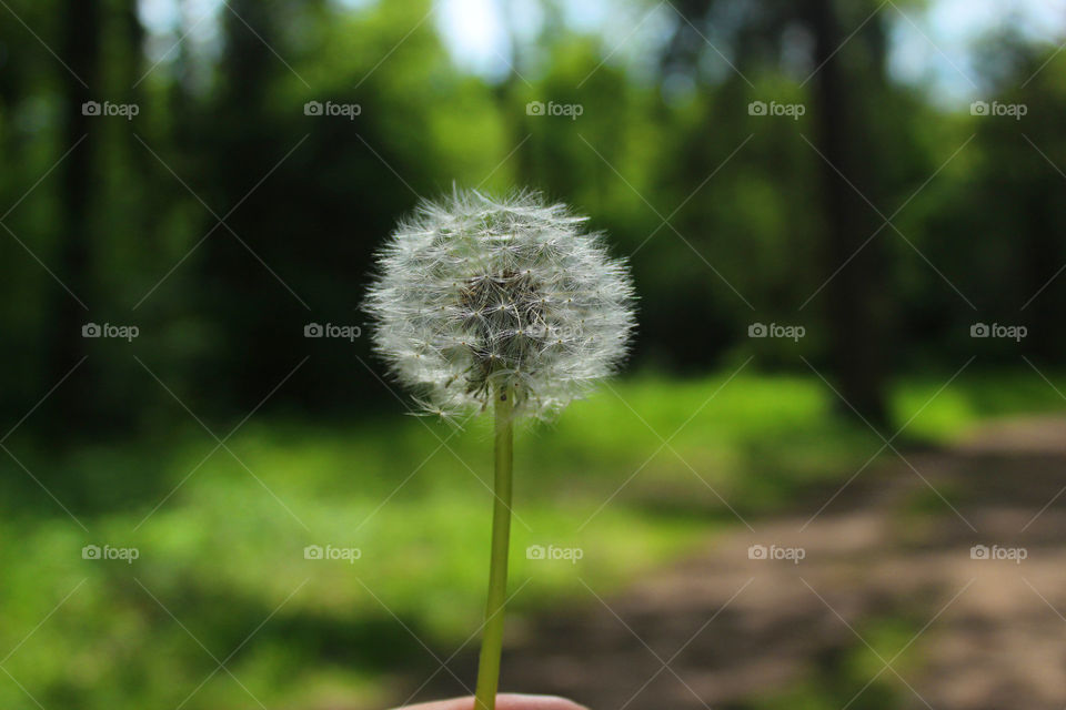 Pusteblume