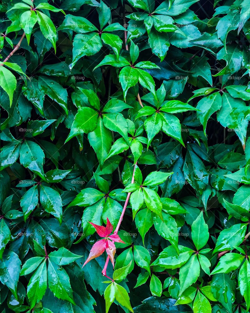 Close-up of wet leaves