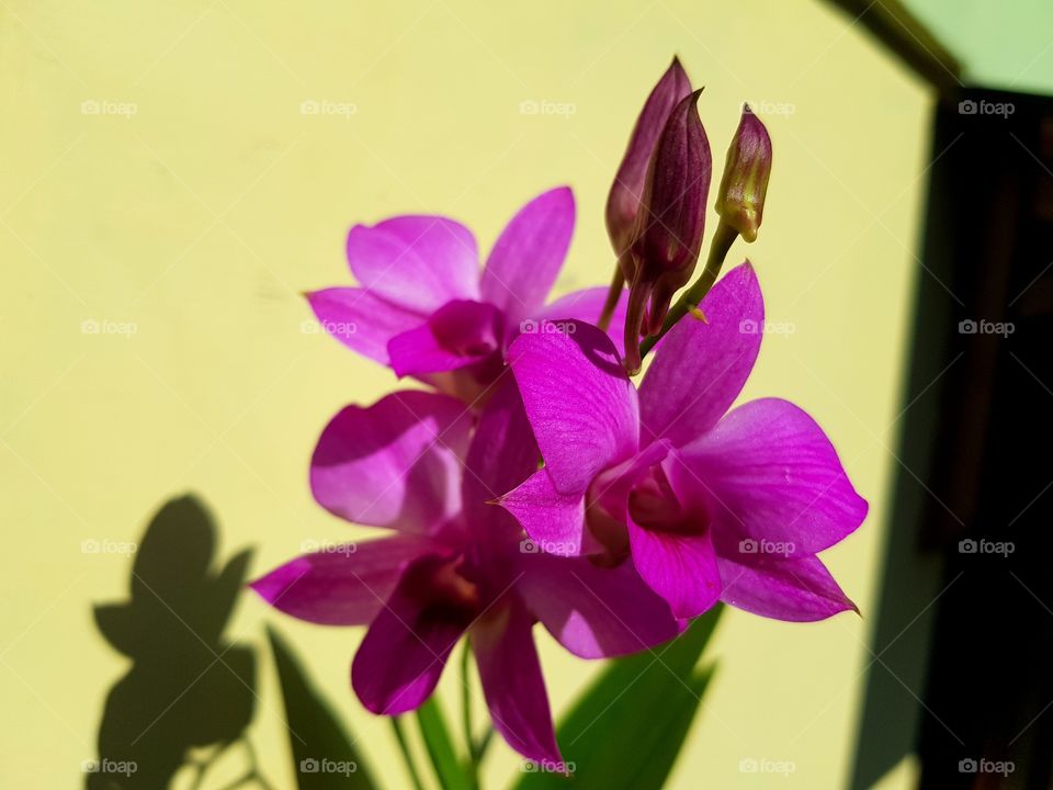 Orchid