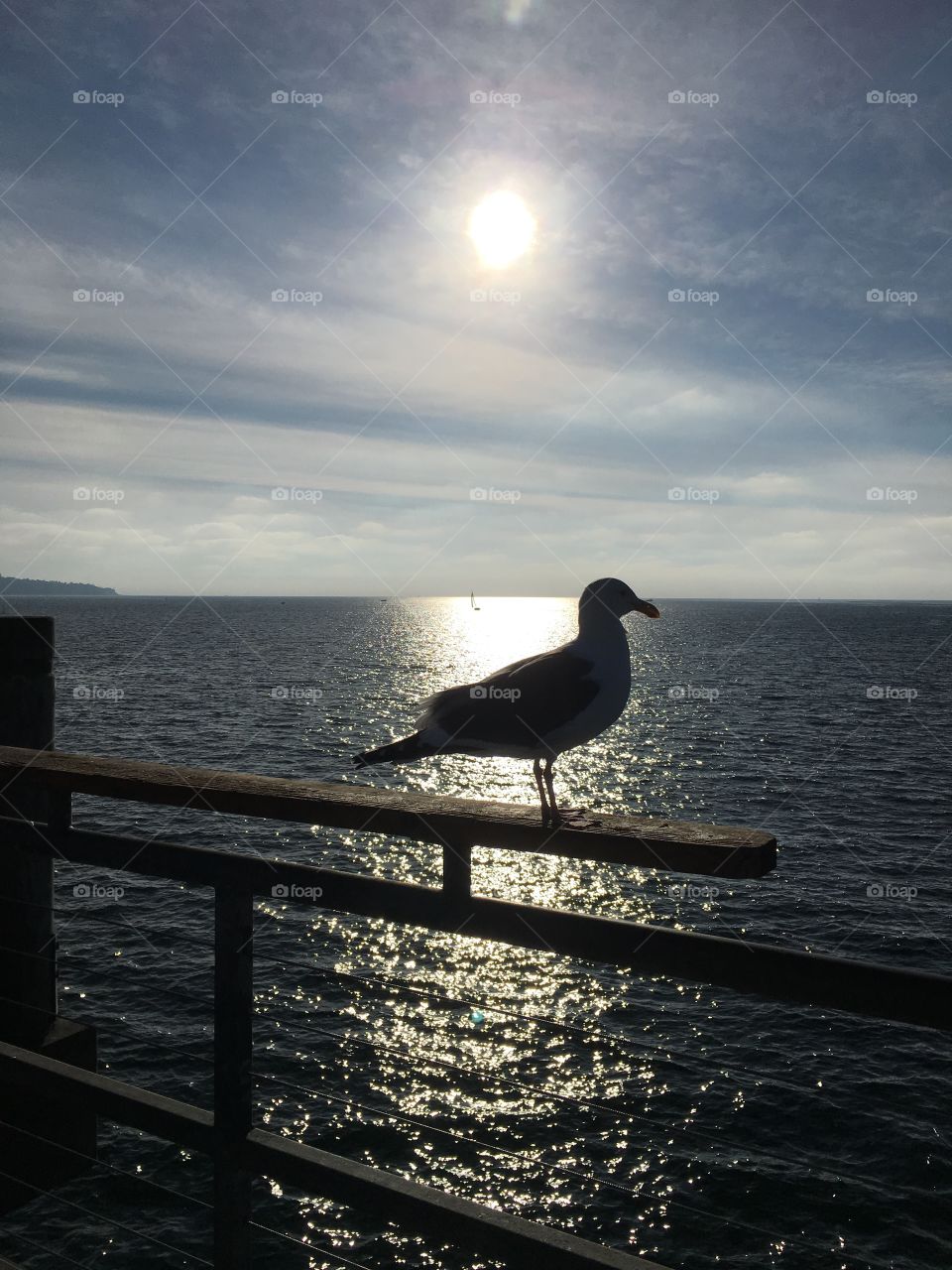 Sunsets and seagulls 