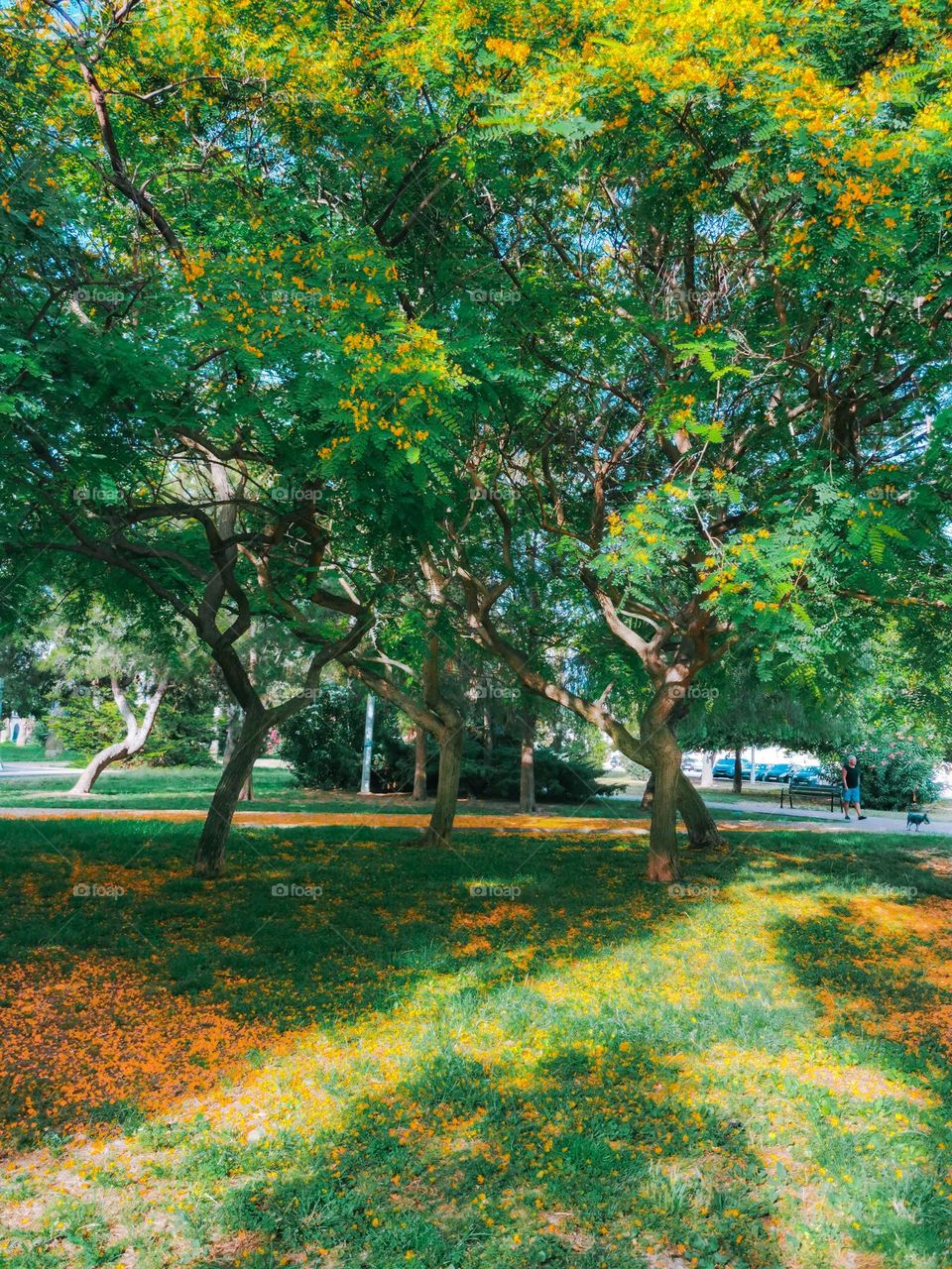 yellow acacias blossoming in a park