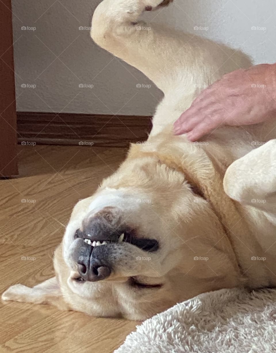Ahh, That feels so good, Labrador relaxing while getting petted 