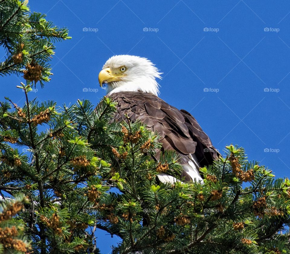 Bald eagle
