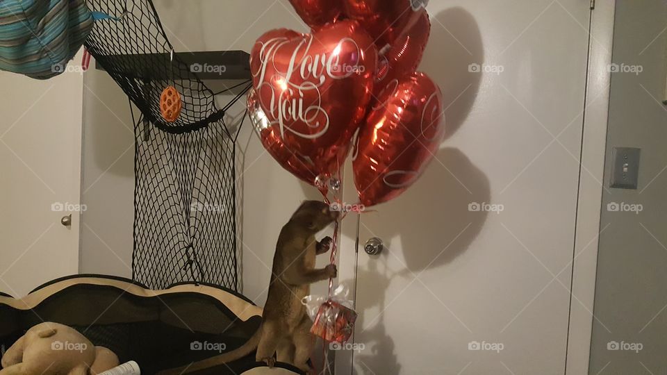 Kinkajou Loves Balloons