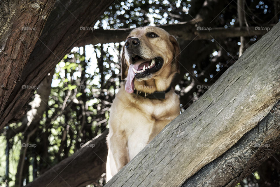 Labrador