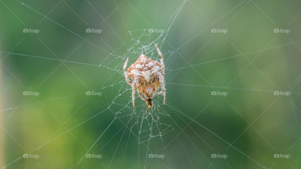 spider