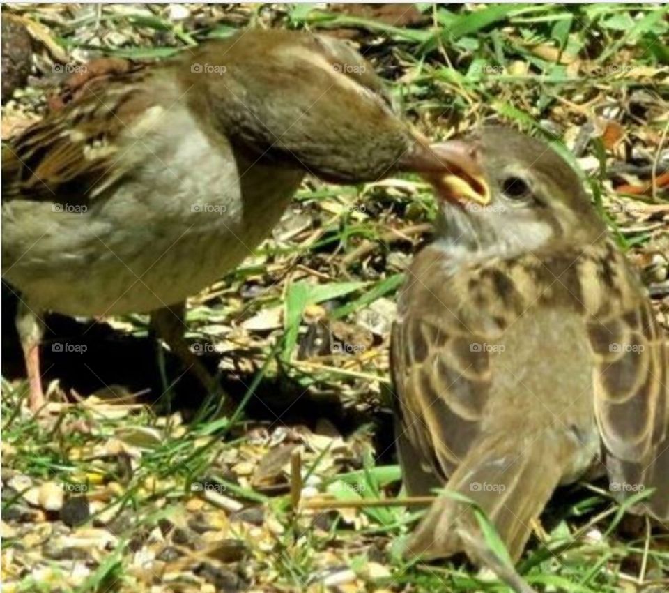 baby feeding