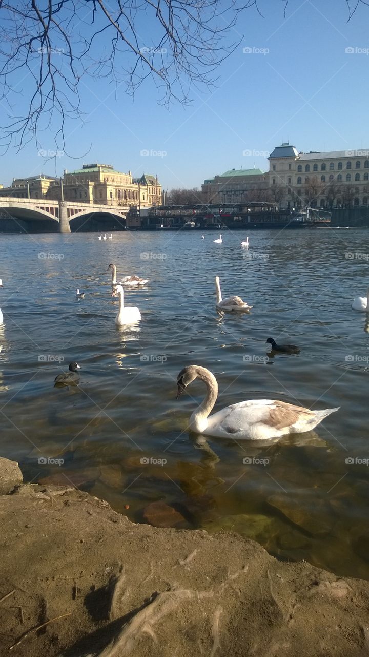 Swons in Prague