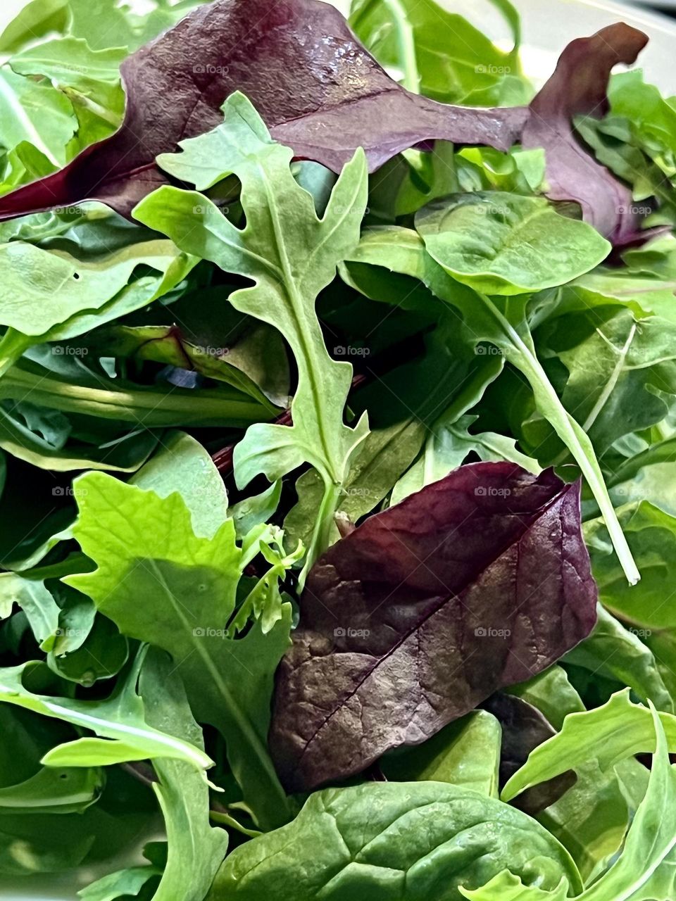 Greens for salad. Arugula, spinach, chard