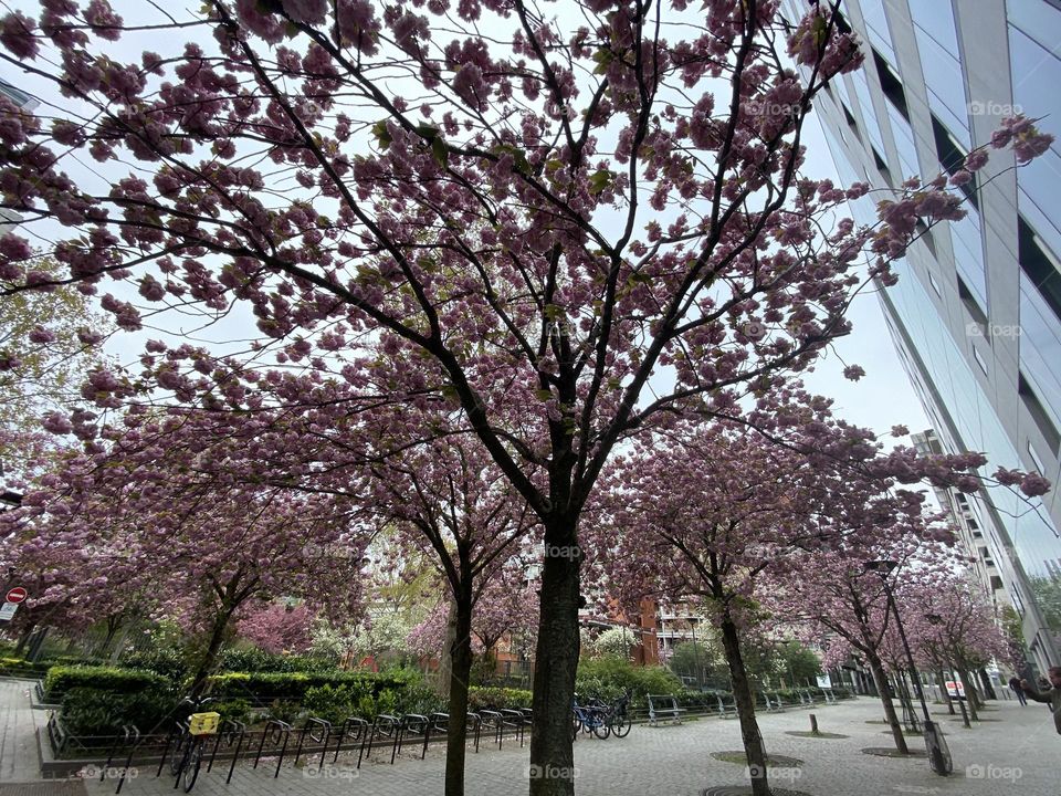 Paris City block with cherry blossoms 