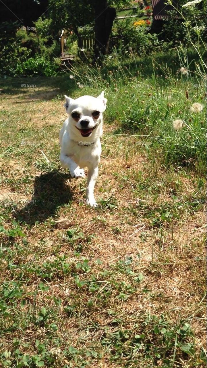 Chihuahua running playfully