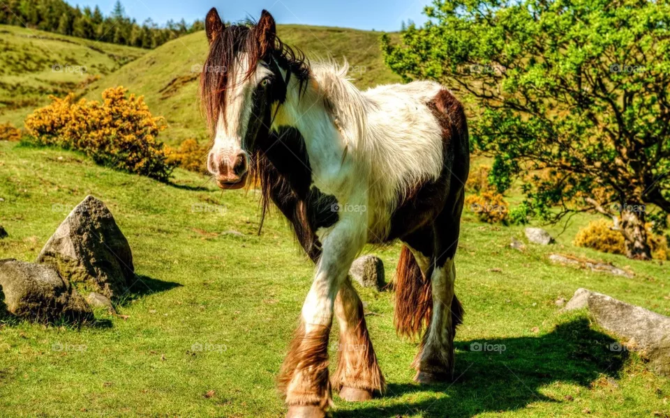 Horse walking in the field 