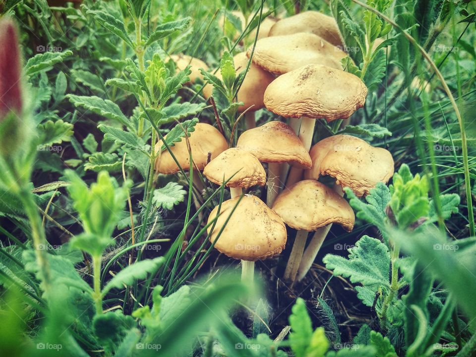 false mushrooms growing in the meadow