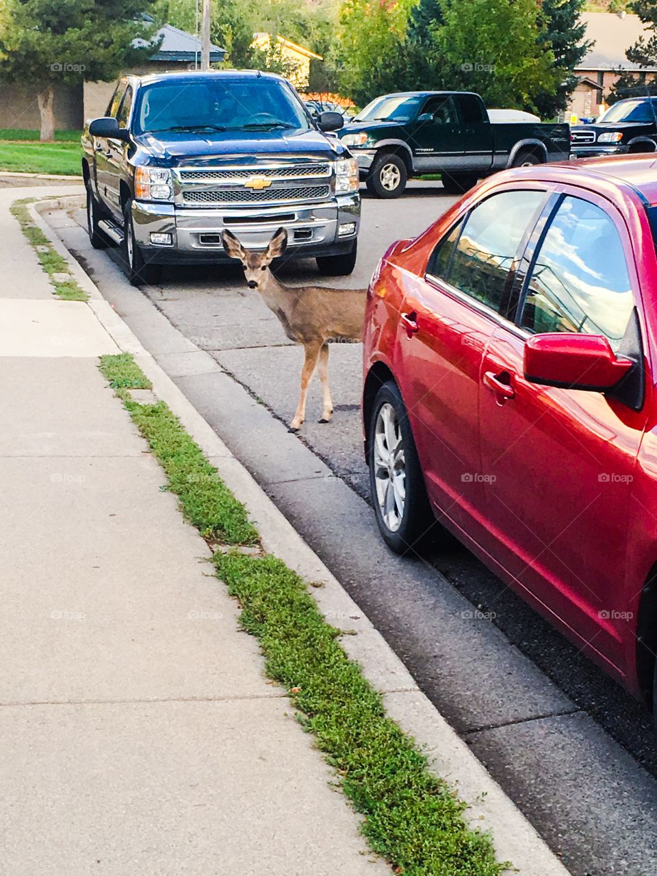 Deer peeking from behind car