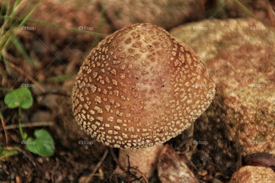fungus