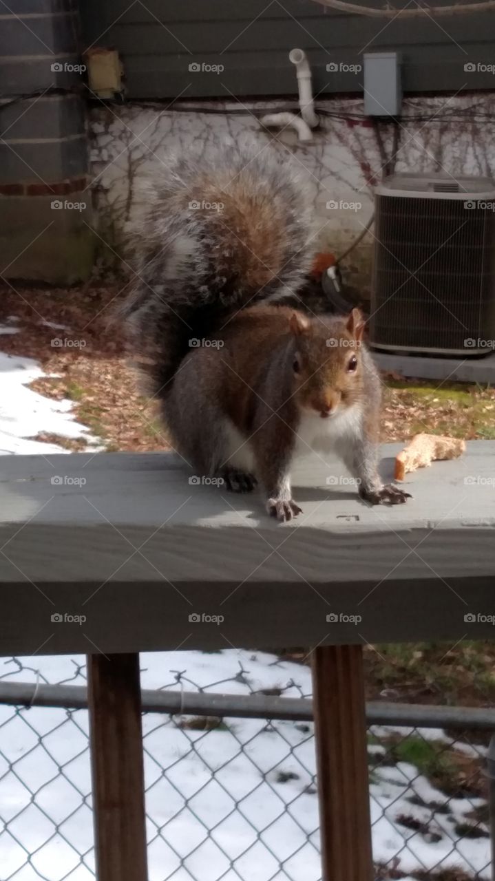 one of our squirrel buddies waiting on his dinner