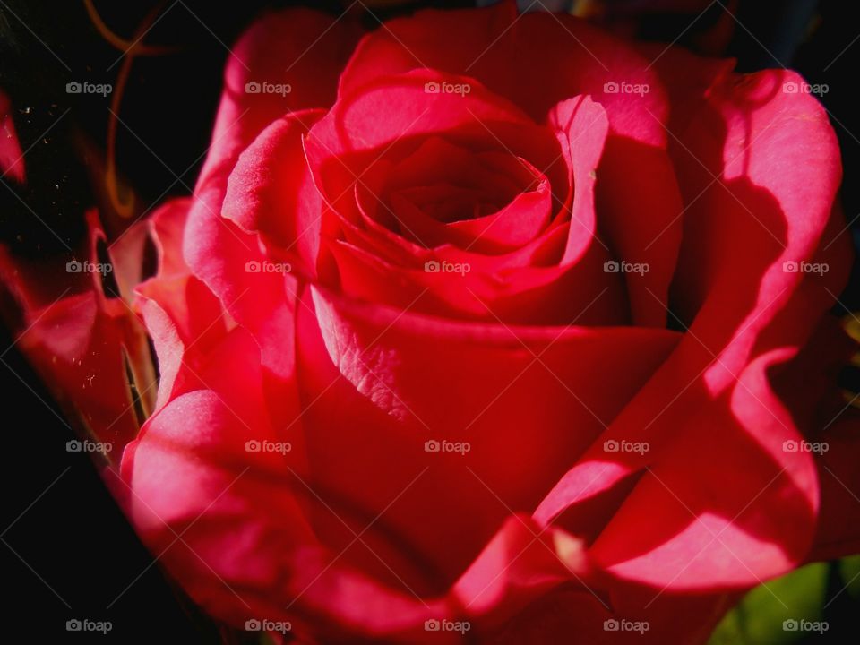 Rose, Flower, Love, Romance, Romantic