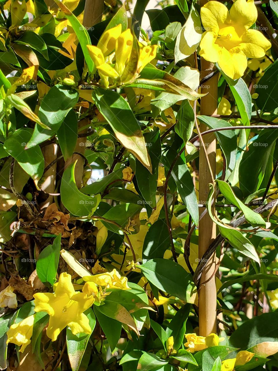Jasmine Vine of Yellow