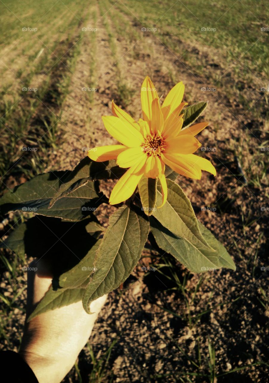 sun yellow flower on a earth background