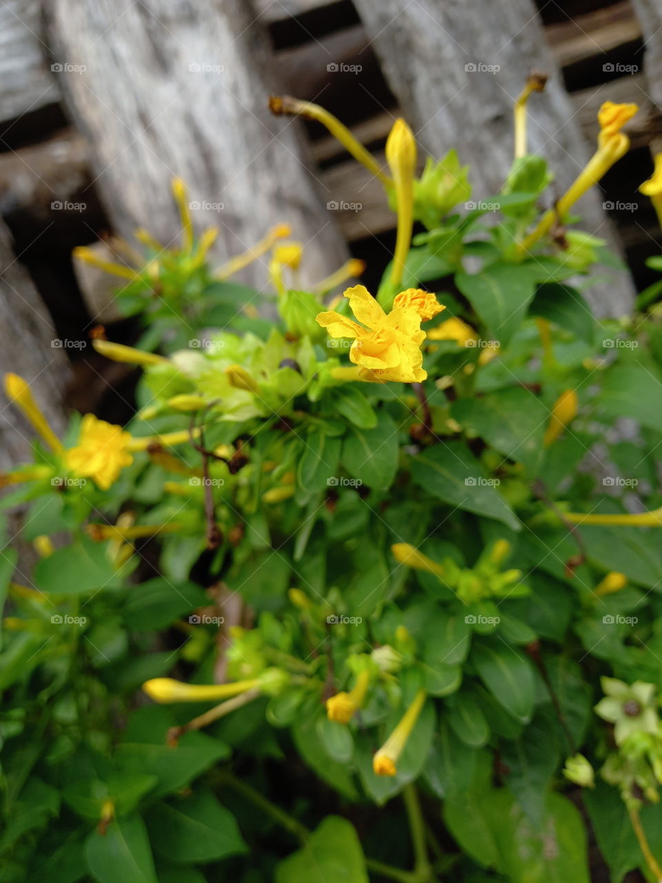 Tiny yellow flowers