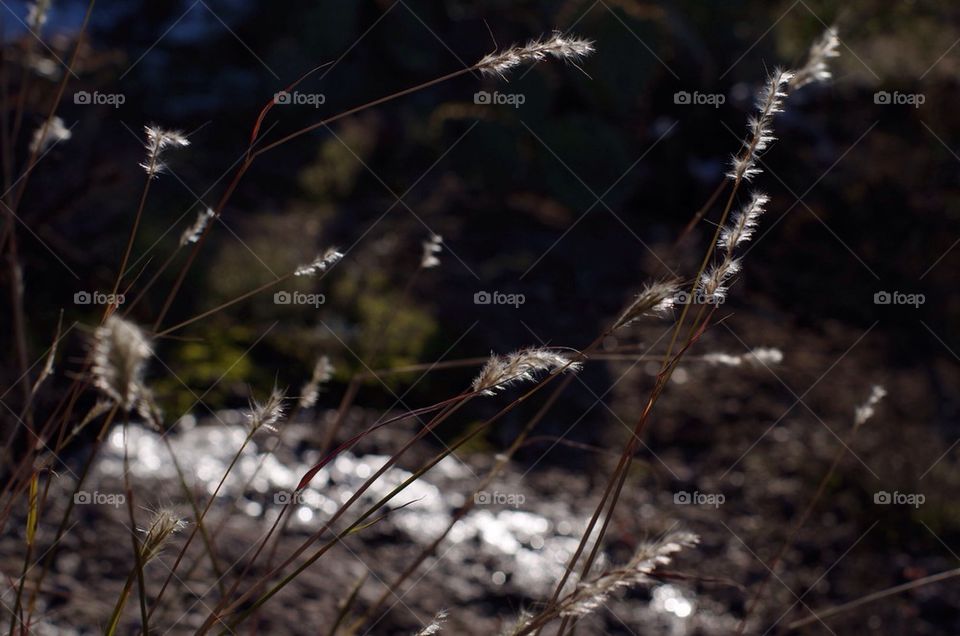 Grass Tufts