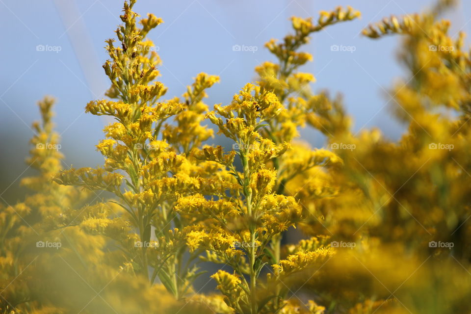 Yellow goldenrod