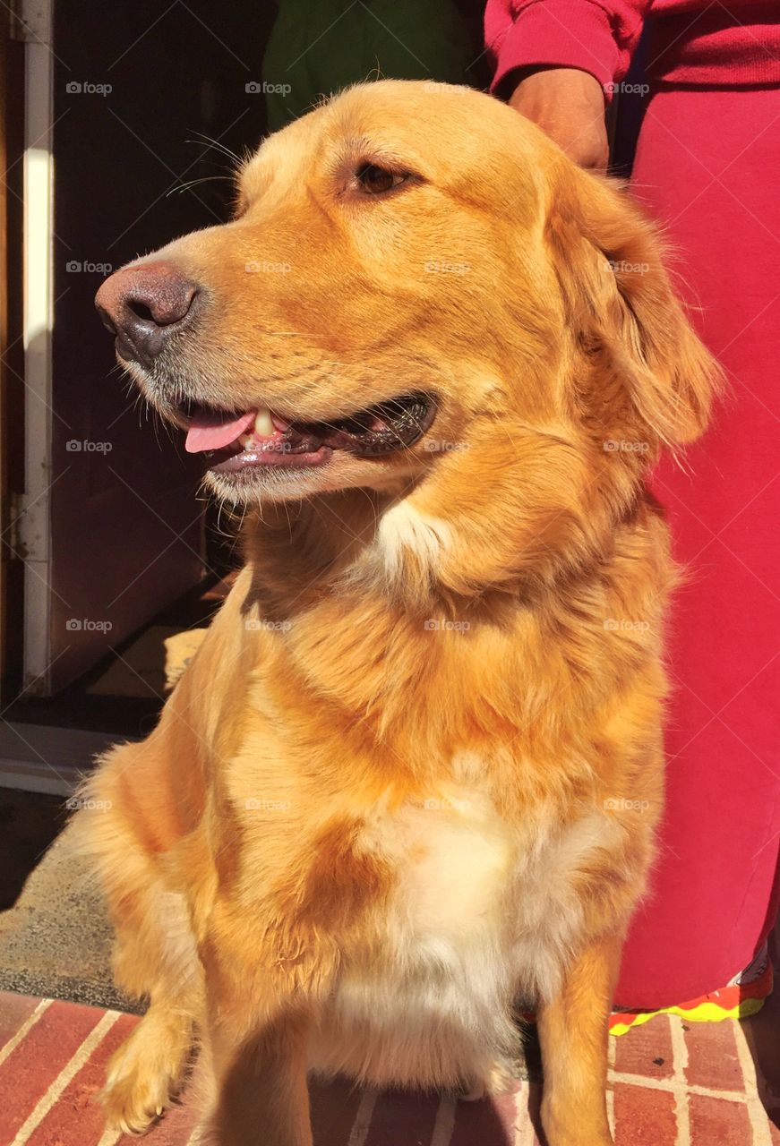 Close-up of a brown dog