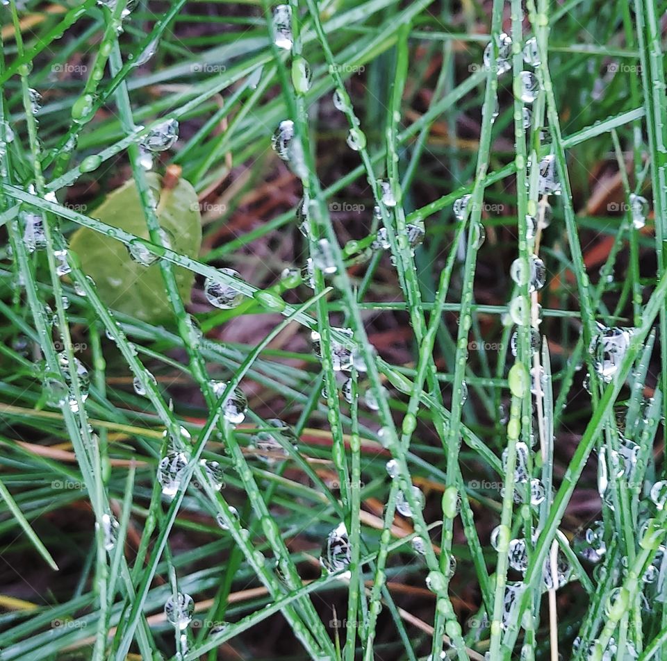 raindrops on long grass in Auburn California