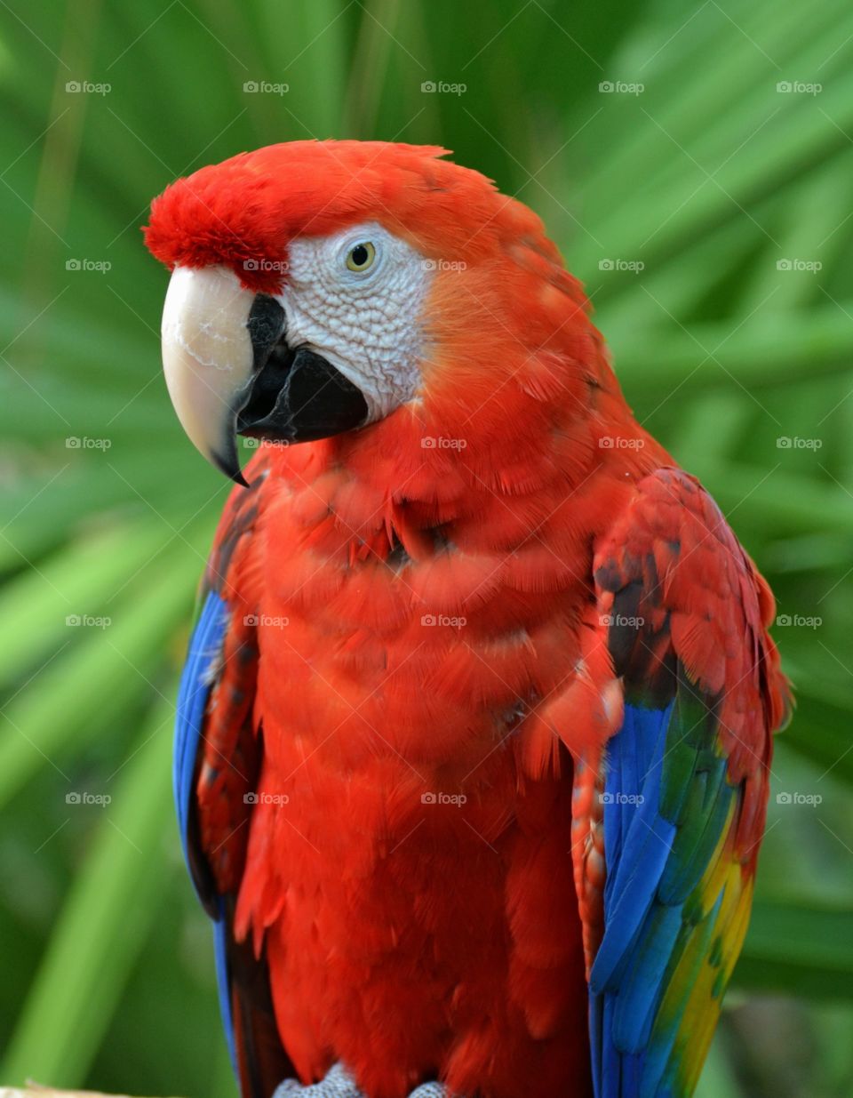 Scarlet Macaw 