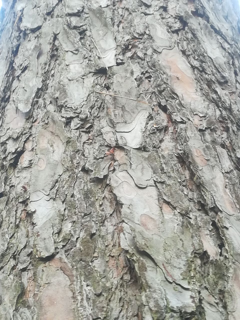 Baum Holz Rinde nah