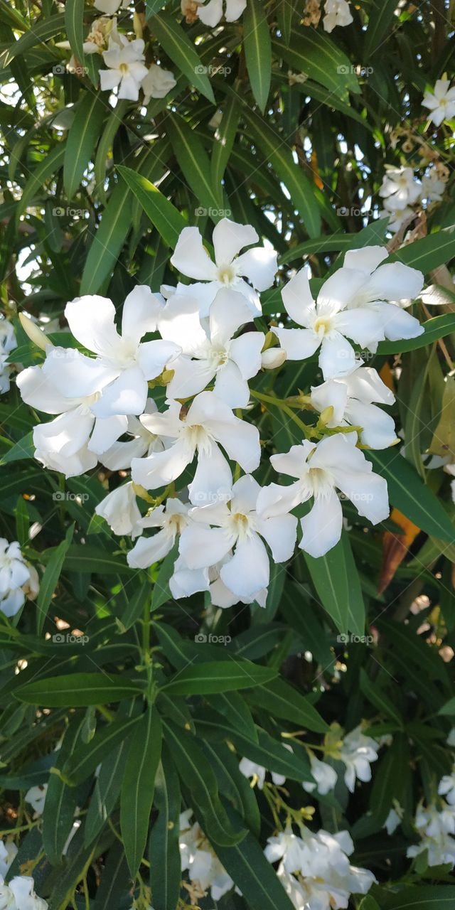 White flowers