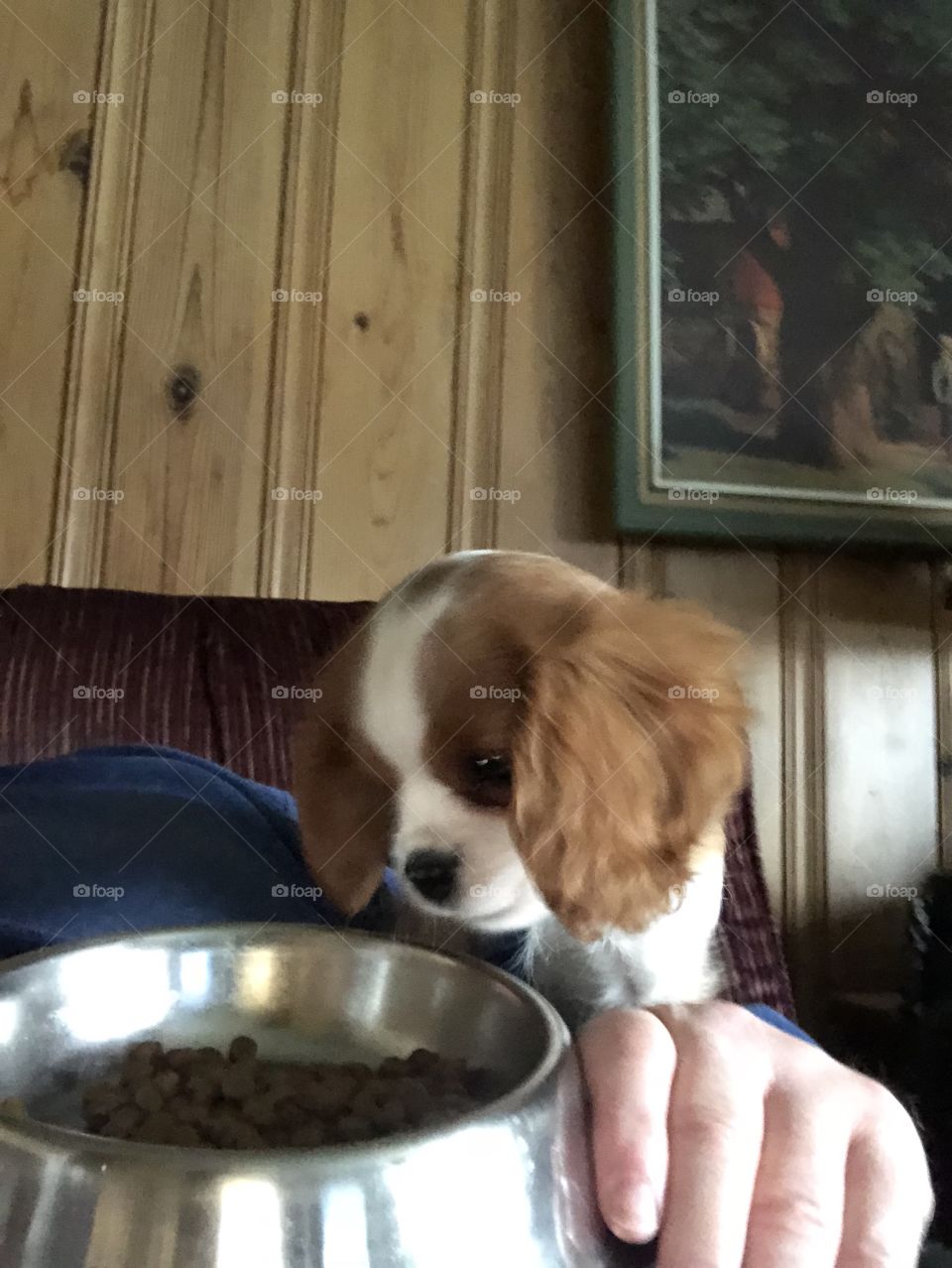 Lucy is enjoying her food 