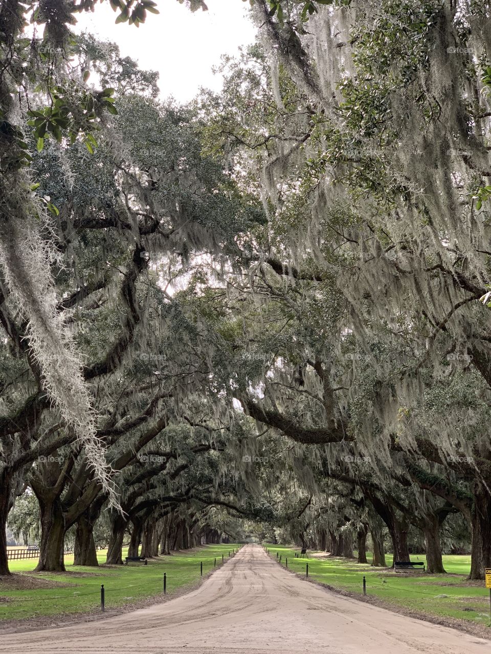Avenue of Oaks
