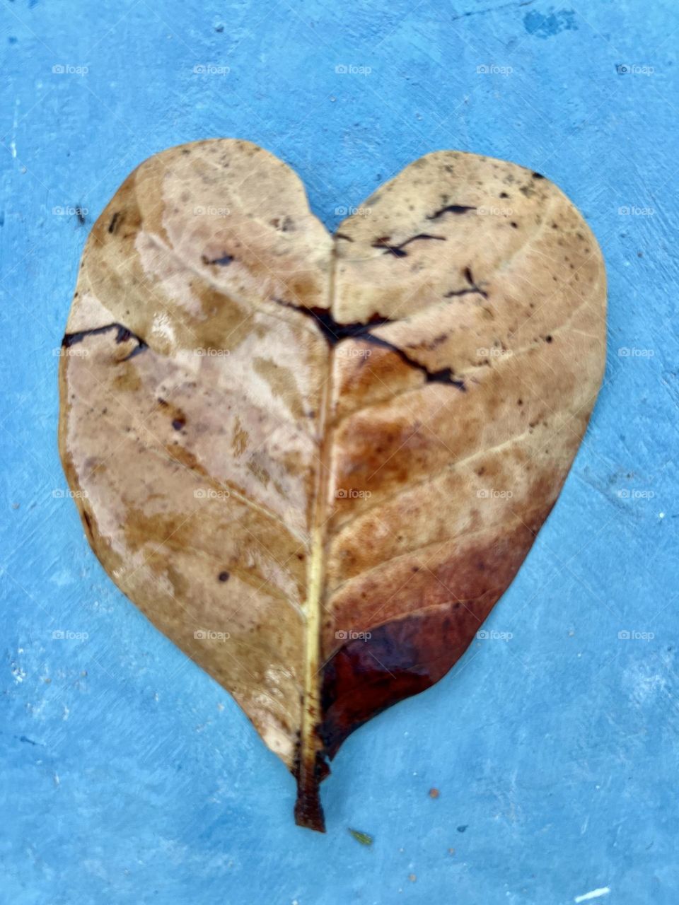 Autumn leaf like heart 