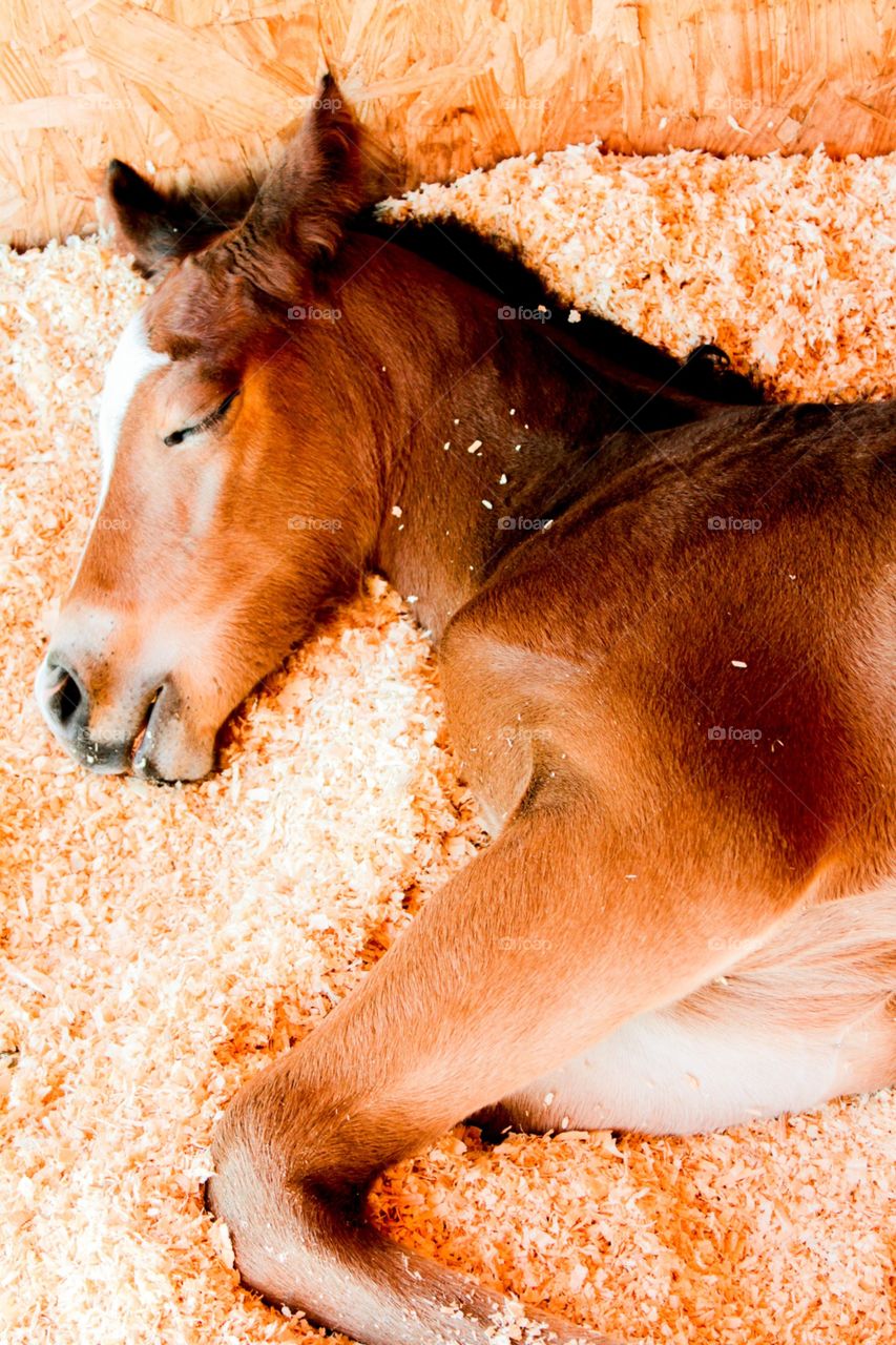 Newborn foal taking a nap. 