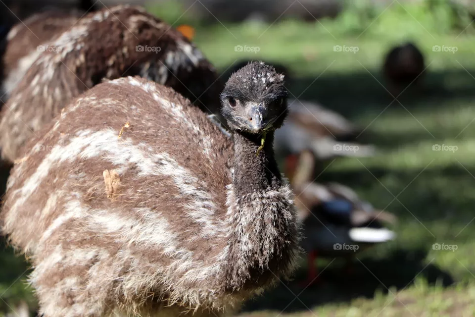 ostrich