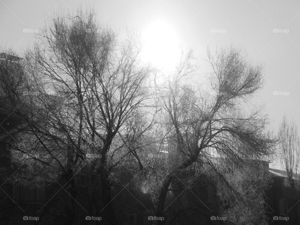 sun in January, at its zenith, frost, cold, winter, tree without leaves, sky high