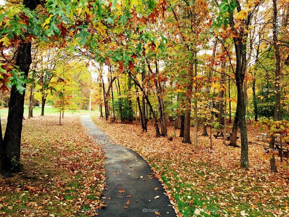 Fall path