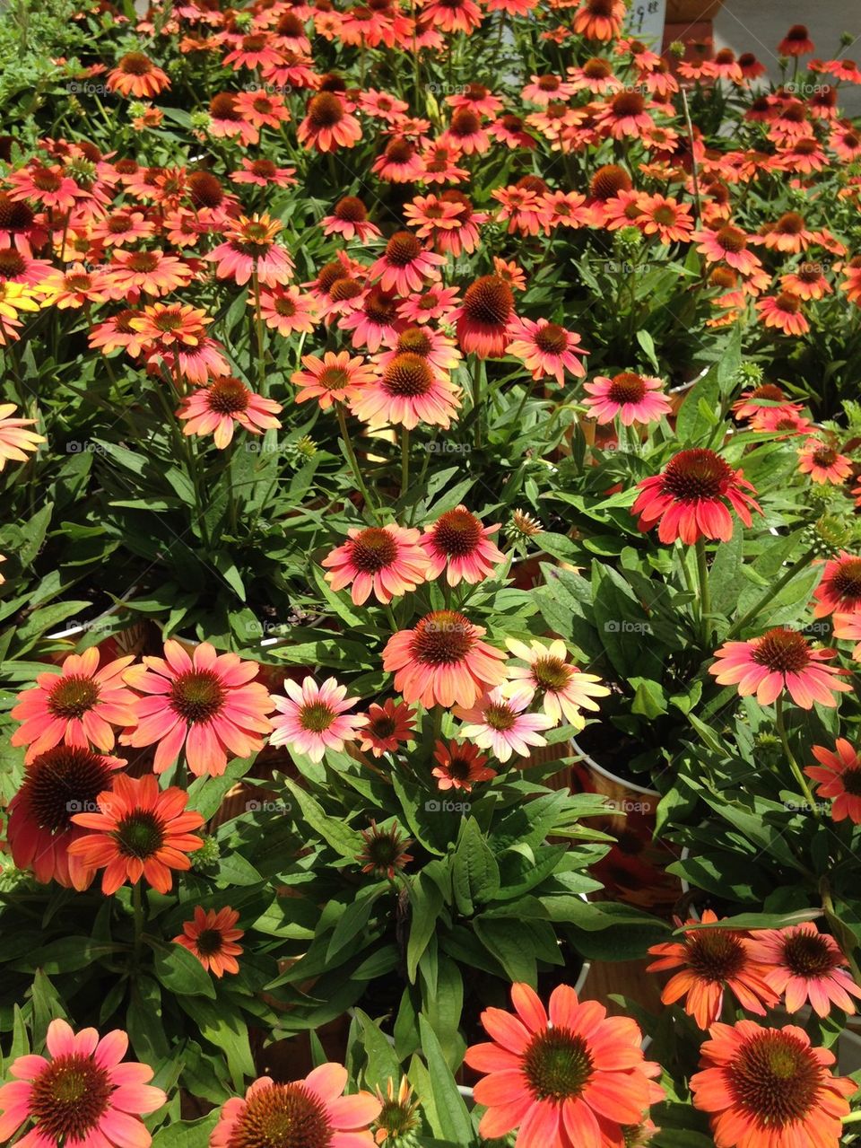 Field of flowers