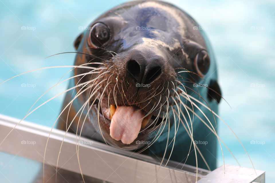 Close-up of a sea lion