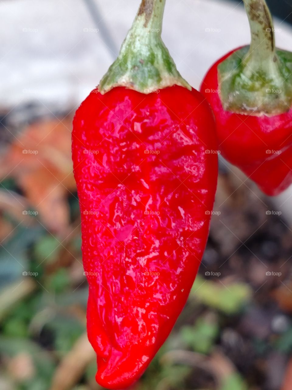 sweet red peppers are so good for you