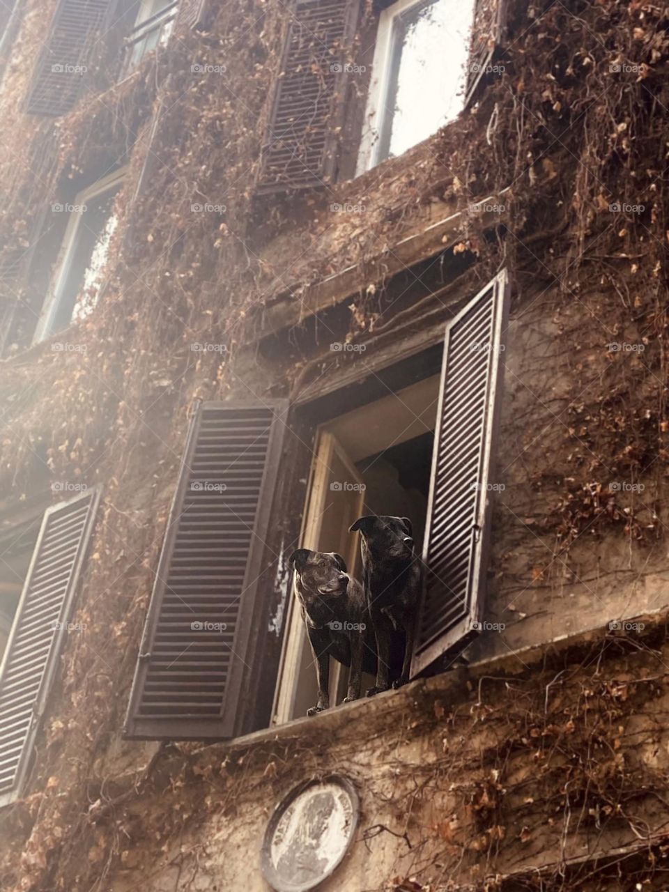 Better together: two loyal friends keep watch over the world from their cozy perch. A reminder that animals deserve safety, care, and companionship—because their love and trust are priceless.