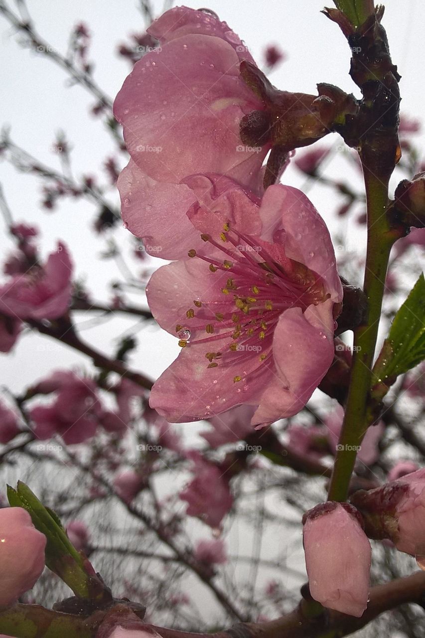 Blossoming peach after the rain