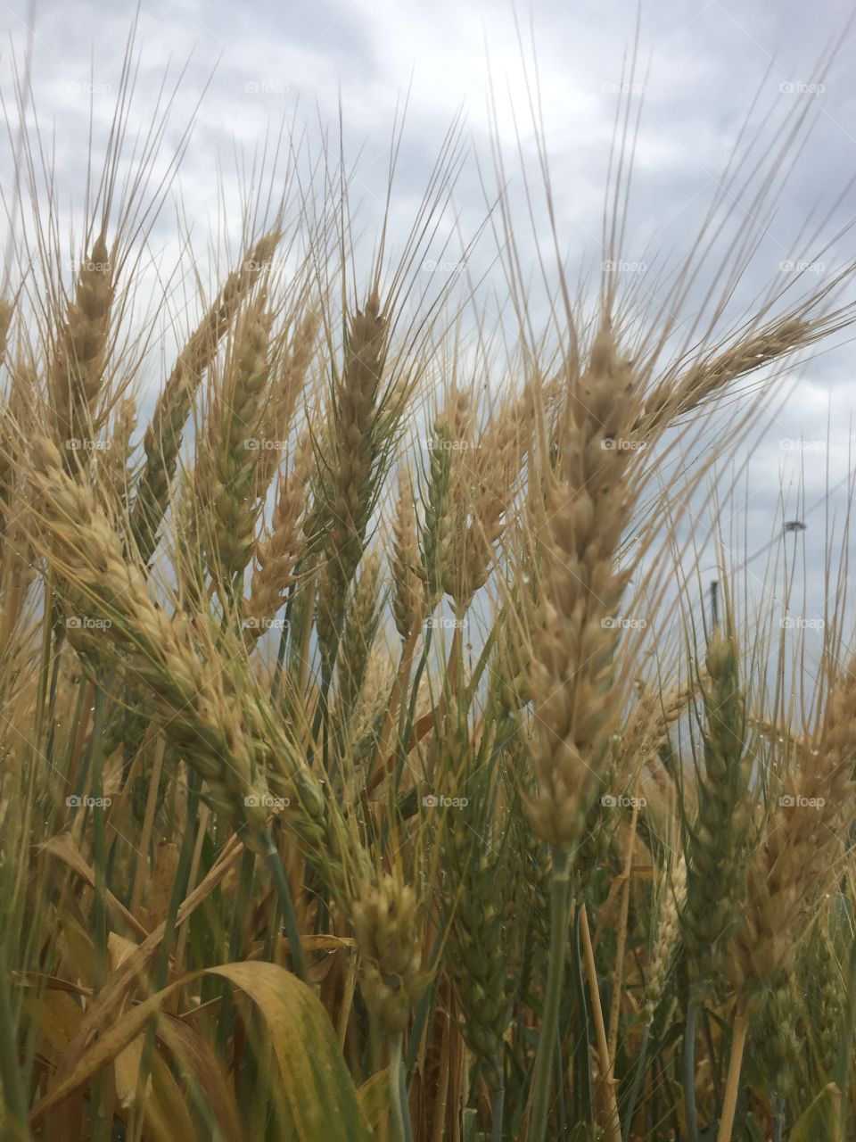 Beautiful wheat 