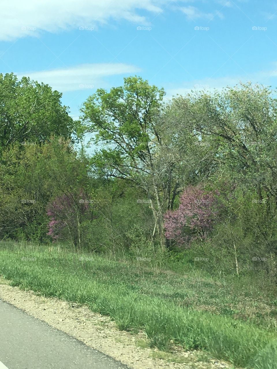 Landscape, Nature, Tree, Grass, Environment