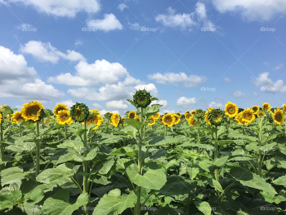 Sunflower, Agriculture, Summer, Flora, Rural
